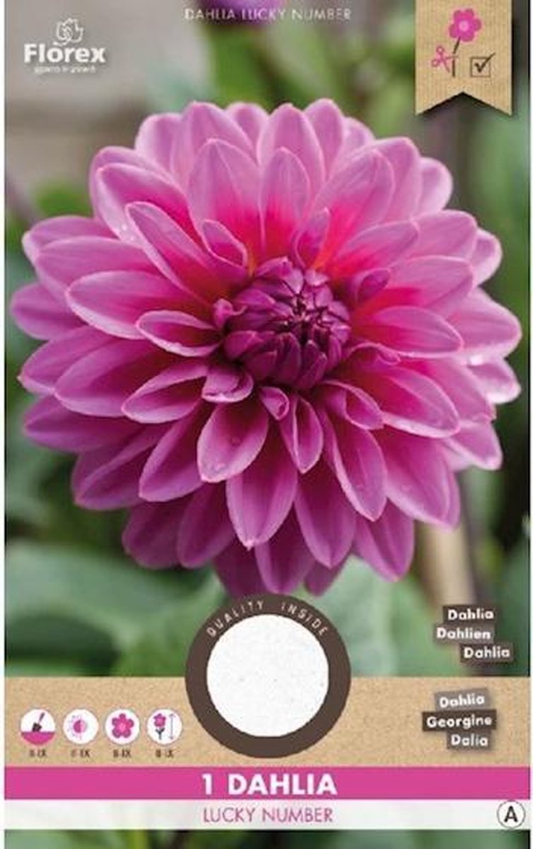 Florex Dahlia Decoratief Lucky Number (15) 975.21
