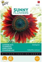 Buzzy® Sunny Flowers, Zonnebloem Avondzon