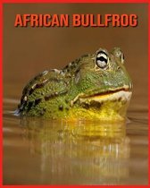 African Bullfrog