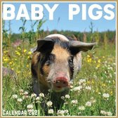 Baby Pigs Calendar 2021