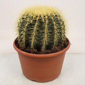 Cactus van Botanicly – Schoonmoedersstoel – Hoogte: 30 cm – Echinocactus grusonii