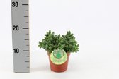 Cactus van Botanicly – Delosperma echinatum – Hoogte: 20 cm