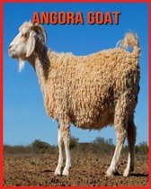 Angora Goat