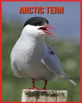 Arctic Tern