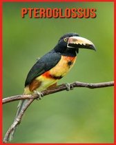 Pteroglossus