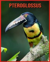 Pteroglossus
