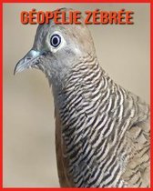 Geopelie Zebree