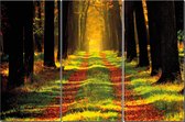 Weg In Het Bos. 3 Panelen 150x100cm HD-afbeelding afgedrukt op 100% katoenen canvas, gespannen op frame, muurhanger geïnstalleerd.