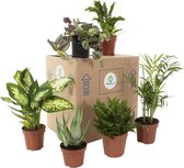 Natuurplant - Planten box