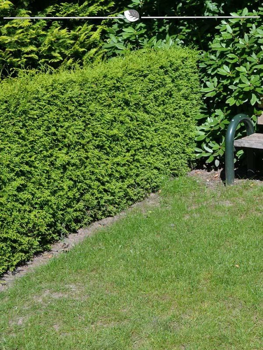 Westerse Levensboom Thuja Brabant 60-80 cm, 25x Haagplant