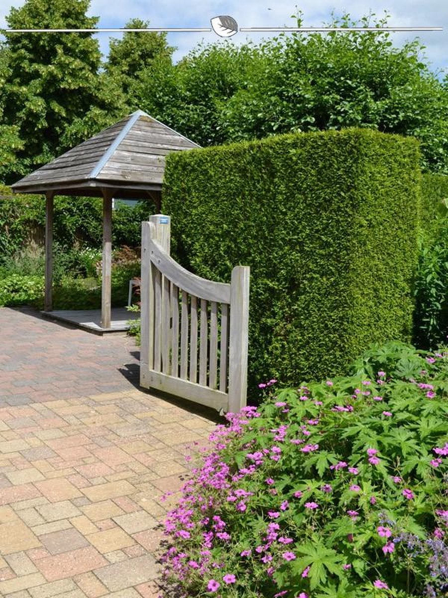 Westerse Levensboom Thuja Brabant 160-180 cm, 4x Haagplant