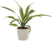 Kamerplant Dracaena Lemon Lime – Drakenbloedboom - ± 25cm hoogte – 12 cm diameter - in grijze pot
