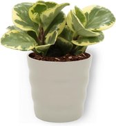 Kamerplant Peperomia obtusifolia Vaiegata – Krokodillentranen - ± 20cm hoog – 12 cm diameter - in grijze pot