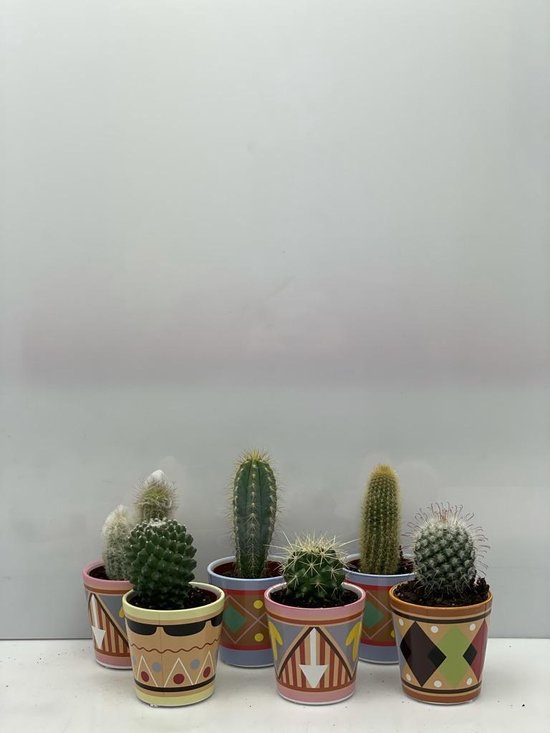 Cactus- Cactus mix 6 soorten- 6.5cmØ- Picasso pot ± 8-17cm hoog