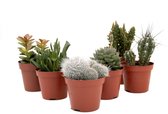 Cactus intérieur complet pot Ø8,5cm 7 pièces mélange cactus et plantes succulentes