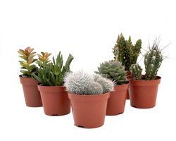 Cactus interieur complete deal pot Ø8,5cm cactus en vetplant mix