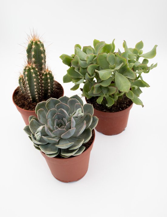 Mélange de cactus et plantes succulentes Panier dans le mélange