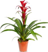 Bromelia Guzmania | Mateo | 12cm