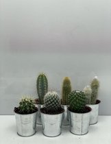 Cactus- Cactus mix 6 soorten- 6.5cmØ- zinken pot ± 8-17cm hoog