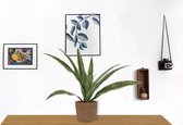 Kamerplant Dracaena Warnecki - ± 20cm hoog – 12cm diameter - in bruine sierzak