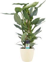 Kamerplant van Botanicly – Philodendron Silver Sword incl. crème kleurig sierpot als set – Hoogte: 70 cm