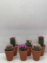 Cactus- Cactus bloeiend mix 6 stuks- Terracotta pot- Mammillaria- 6.5cmØ- ± 8-15cm hoog