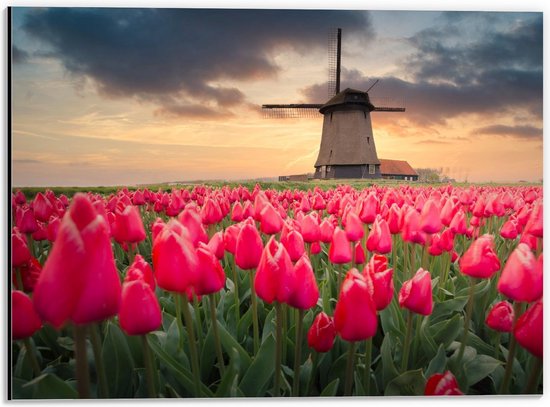 Dibond - Felroze Tulpenveld voor Nederlandse Molen - 40x30cm Foto op Aluminium (Wanddecoratie van metaal)