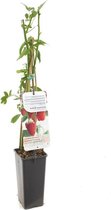 Framboos Autumn Bliss  - frambozenplant - frambozenstruik - plant - eigen fruit kweken