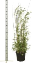 10 stuks | Fargesia jiuzhaigou Pot 100-125 cm - Prachtige herfstkleur - Snelle groeier - Zeer winterhard - Groeit breed uit