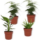 Set van 4 Kamerplanten - 2x Asparagus Plumosus & 1x Aloe Vera Clumb & 1x Strelitzia Reginae - ± 25cm hoog - 12cm diameter
