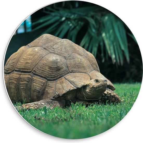 Forex Wandcirkel - Reuzeschildpad bij Planten - 30x30cm Foto op Wandcirkel (met ophangsysteem)