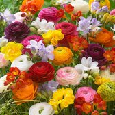 8x Bloembollen - Mix 'Colorful Combination'- Freesia's en ranonkels - Gemengde kleuren -Vlinder- en bijenlokkende bloembollen