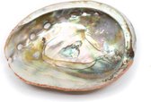 Abalone Schelp – Klein – 50 tot 70 mm