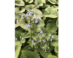 6x Brunnera sibirica - Kaukasich vergeet-mij-nietje- in pot 9 x 9 cm