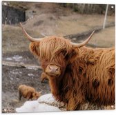 Tuinposter – Natuur met Hooglanders - 100x100cm Foto op Tuinposter  (wanddecoratie voor buiten en binnen)