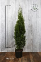 10 stuks | Westerse Levensboom 'Smaragd' Pot 100-125 cm Extra kwaliteit - Langzame groeier - Weinig onderhoud - Compacte groei