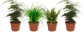 Set van 4 Kamerplanten - 2x Asparagus Plumosus & 1x Cyperus Zumula & 1x Nephrolepis Vitale - ± 25cm hoog - 12cm diameter