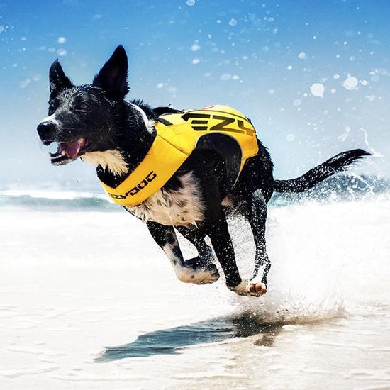 Zwarte en witte hond in geel EzyDog reddingsvest rent door de branding