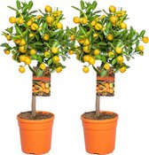 Mandarijnboom | Citrus 'Calamondin' per 2 stuks - Buitenplant in kwekerspot ⌀19 cm - ↕55-65 cm