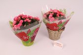 2 Stuks - Tuinplanten - Kamerplanten - Begonia - Betulia Candy - Binnenplant en Buitenplant - Balkon en Terras - Tuinplant - Bloeiend - Kleurrijk - ⌀19 cm - Hoogte 38cm - Vers uit
