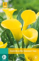 2 stuks Zantedeschia Summer Sun 1 bol