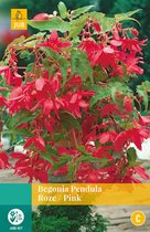 2 stuks Begonia Pendula Roze 2 bollen