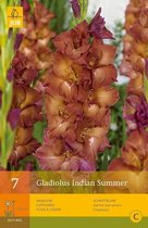 2 stuks 7 Gladiolus Indian Summer