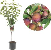 Prunus domestica Opal laagstam