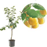 Prunus domestica Reine Claude d'Oullins - Gele pruim
