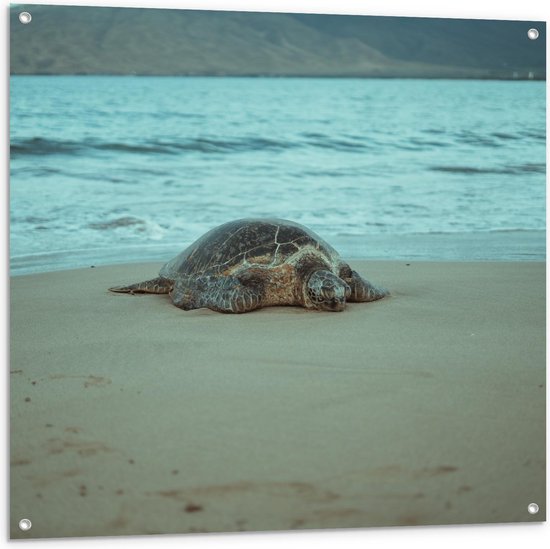 Tuinposter – Zeeschildpad aan het Water op het Strand - 100x100cm Foto op Tuinposter  (wanddecoratie voor buiten en binnen)