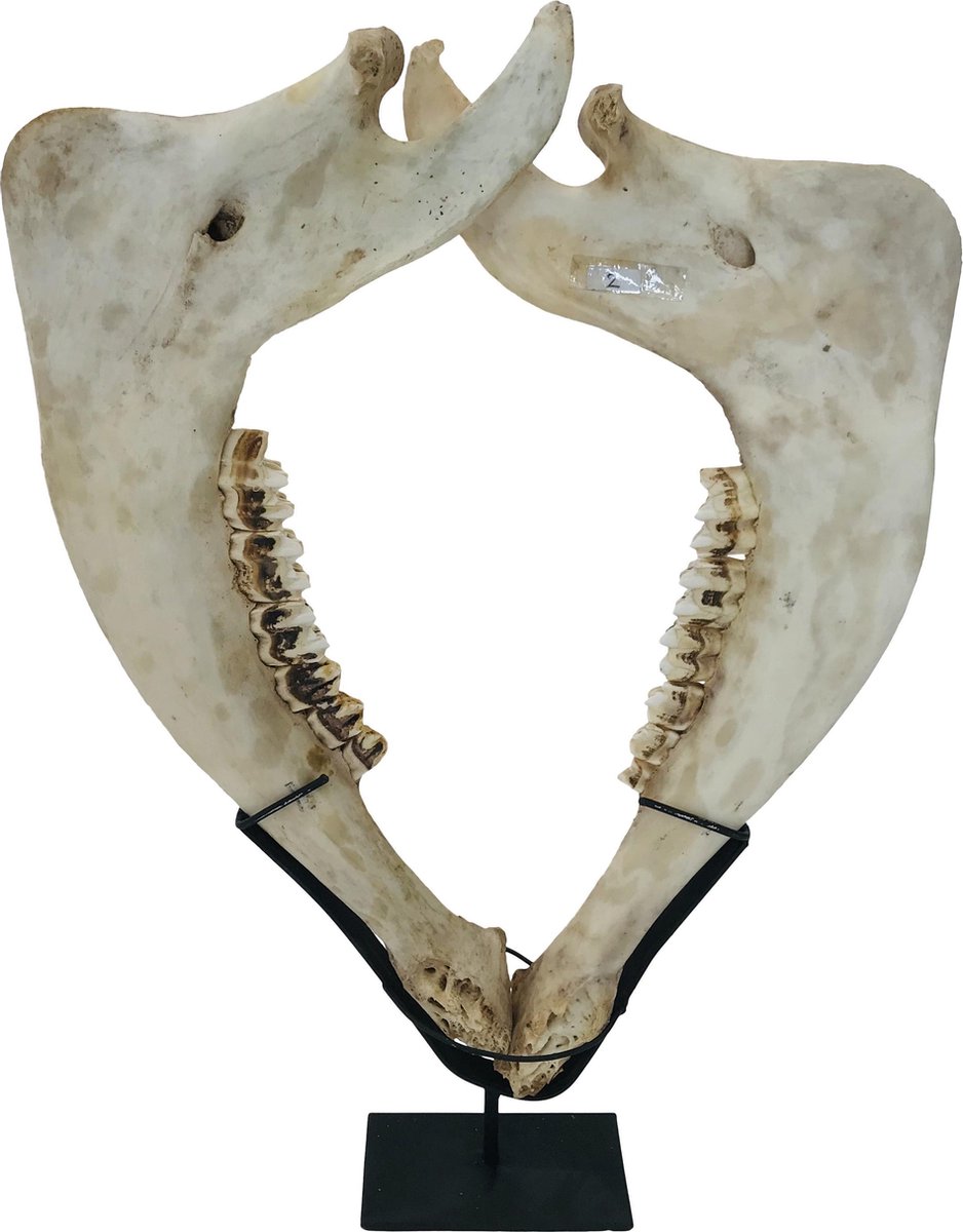 Originele kaak - Schedel