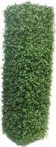 SENSE UV bestendig Buxushaag  30x30x100cm- Buiten kunst buxus  - UV-protected