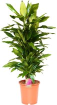 Kamerplant van Botanicly – Drakenboom – Hoogte: 84 cm – Dracaena Janet Lind