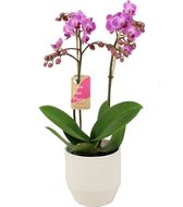 Orchidee van Botanicly – Orchidee in witte keramiek pot 'Eline' als set – Hoogte: 50 cm, 2 takken – Phalaenopsis Multiflora Vienna
